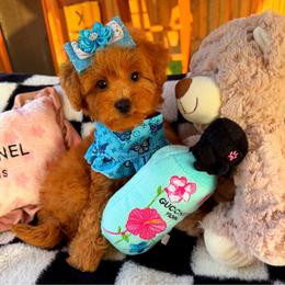 GIANNA - Apricot female Maltipoo puppy in Sugar Land, Texas from Celebrity Maltipoos