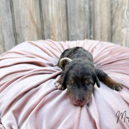 Mulan - Blue merle female Bernedoodle puppy in Wamego, Kansas from Doodles of Oz