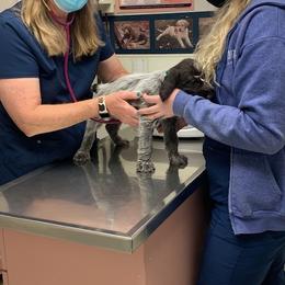 "Vet Check" Wirehaired Pointing Griffon Puppies from Rocking S Griffons