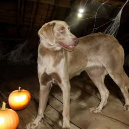 Akela - Weimaraner