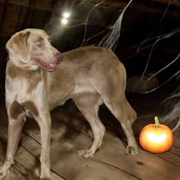 Akela - Weimaraner