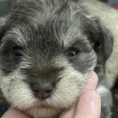 Miniature Schnauzers from Haley Boutwell