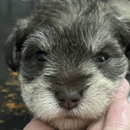 Miniature Schnauzers from Haley Boutwell