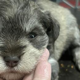 Miniature Schnauzers from Haley Boutwell