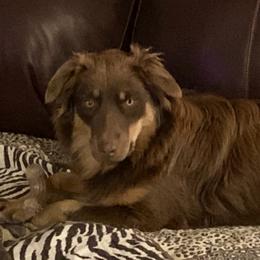Miss Kitty - Australian Shepherd