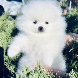 Theo - White male Pomeranian puppy in Hot Springs, Arkansas from Pomeranian Empire