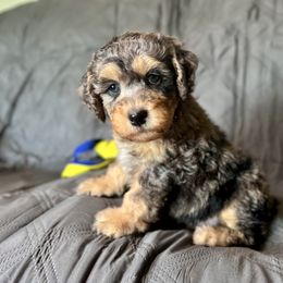 Garth - Blue merle male Bernedoodle puppy in Warrensburg, Missouri from Dreamer Ridge Puppies