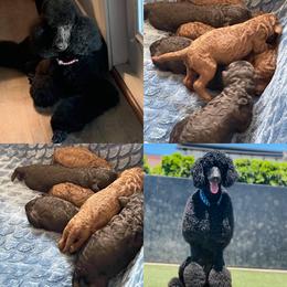 Poodle Puppies from Dirt Road Kennels