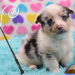 Merlin - Blue merle and white male American Corgi puppy in Lithia, Florida from Diamondcrest Inc