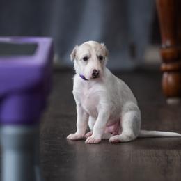 Rah-Rah - Silver female Silken Windhound puppy in Michigan from Regalant Silken Windhounds