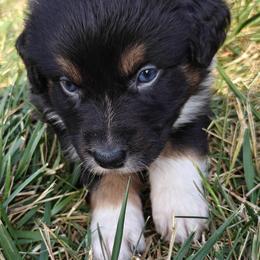 Australian Shepherd Puppies from Red Five Kennels