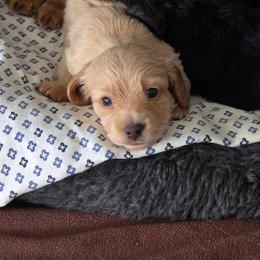 Iceman - Cream male Dachshund puppy in Willcox, Arizona from Tootsie's Tiny Toes