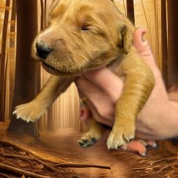 Cinnamon (Girl 1) - Dark golden female Golden Retriever puppy in Wendell, Minnesota from Floden Farm Golden Retrievers