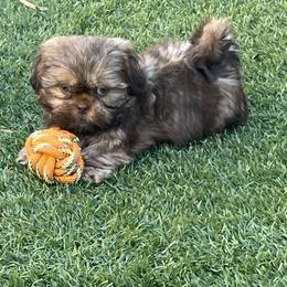 Shih Tzu All Grown Up from P and J Farms