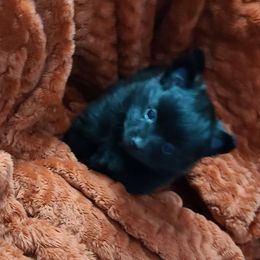 Pomeranian Puppies from Merri's Pom's