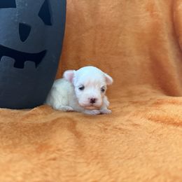 Maggie - White female Maltese puppy in Asheville, North Carolina from TCBs Glowing Maltese