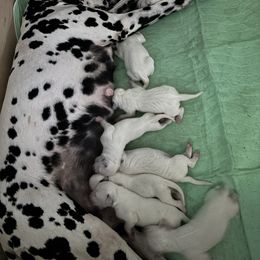 Dalmatian puppies from New Horizonz Dalmatians