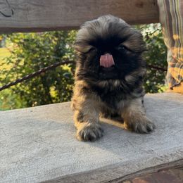 Pekingese Puppies from Ashlyn's Pups