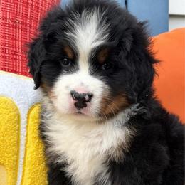 Independence - Black rust and white female Bernese Mountain Dog puppy in Draper, Utah from Breaking Trail Berners