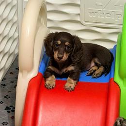 Lilly -pink collar- - Chocolate and cream female Dachshund puppy in Alva, Florida from Salty C's Dachshunds