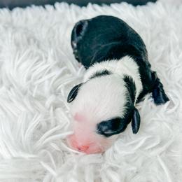 Boy 1 - Black and white male Bernedoodle puppy in Otisville, Michigan from Danie’s Darling Doodles LLC