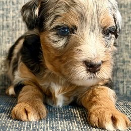 Taylor - Blue merle female Aussiedoodle puppy in Campbell, California from Mini AussieDoodle Puppies