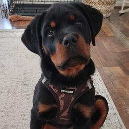 Rottweiler Puppies from Vom Arnold-Hause Rottweilers