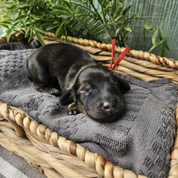 Luke - Cream male Dachshund puppy in Anaconda, Montana from Montana Country Dachshunds