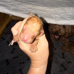 Pink Collar - Red  female Goldendoodle puppy in Winchester, Tennessee from Mahaffey’s Doodles