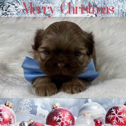 Aston Martin - Liver male Shih Tzu puppy in Columbia, Kentucky from Lisa Bandy Shih Tzu