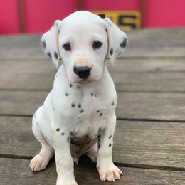 Dalmatian Puppies from Cookie & Cream Dalmatians