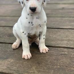 Dalmatian Puppies from Cookie & Cream Dalmatians