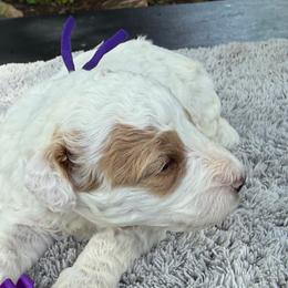 Apple pie - Parti male Poodle puppy in Lakeland, Florida from Gulfside Poodles