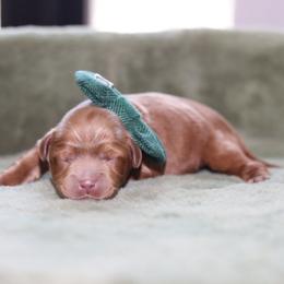 Green - Red male Australian Labradoodle puppy in Calhoun, Louisiana from Arrowhead Australian Labradoodles