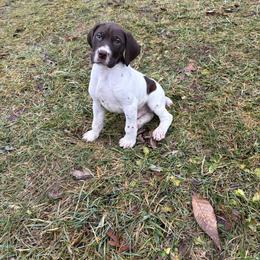 Liver and White Male pup - Liver and white male German Shorthaired Pointer puppy in Freeport, Illinois from Rock Hollow Retrievers