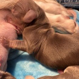 Boy 3 - Chocolate and cream male Dachshund puppy in Madison, Indiana from Jensen Dobermans and Dachshunds