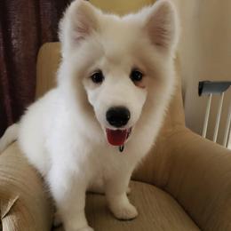 Samoyeds from Chatanika Samoyeds