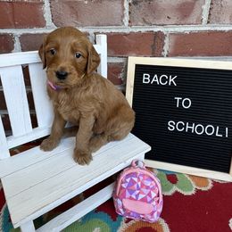 Bernedoodle and Goldendoodle Puppies from Ruby's Doodles