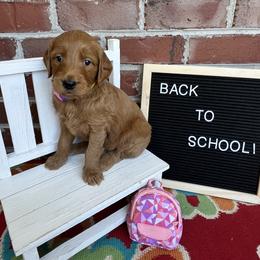 Bernedoodle and Goldendoodle Puppies from Ruby's Doodles
