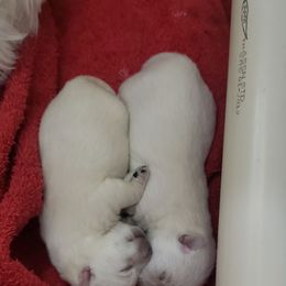 Crystal - White female West Highland White Terrier puppy in Grand Junction, Colorado from Rocky Mountain High Kennels