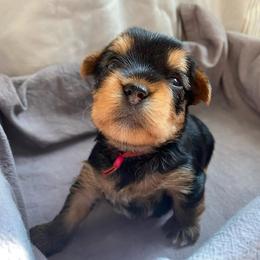 Mahina - Black and tan female Yorkshire Terrier puppy in Stockton, California from Lala & Co.