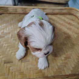 Tatiana - Blenheim Cavalier King Charles Spaniel puppy in Phoenix, Arizona from Royal Desert Cavaliers
