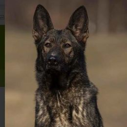 Xena - German Shepherd