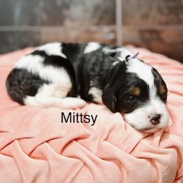Mittsy - Tri-color female Bernedoodle puppy in Pasco, Washington from Camp Doodle Woods