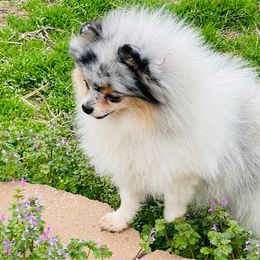 Happy - Pomeranian