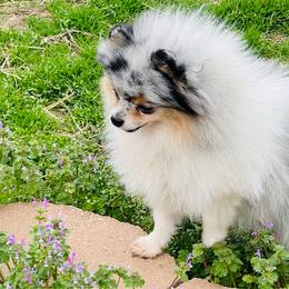 Happy - Pomeranian