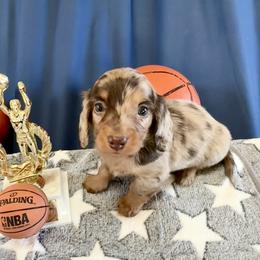 Woody (AKC) - Dapple male Dachshund puppy in Valley Springs, California from River Breeze Dachshunds