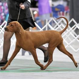 Bedlington Terriers and Redbone Coonhounds from Fern Creek
