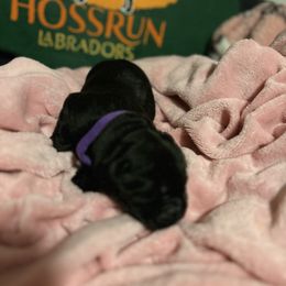 Purple Collar - Labrador Retriever puppy from Hossrun Labradors