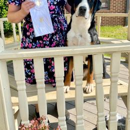 Lamara - Greater Swiss Mountain Dog